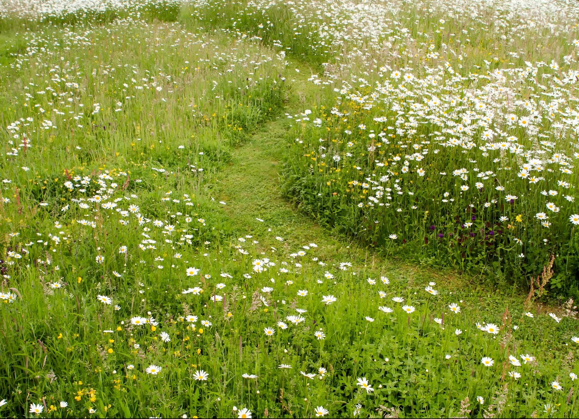 Mown path winding through a flowering wildflower meadow