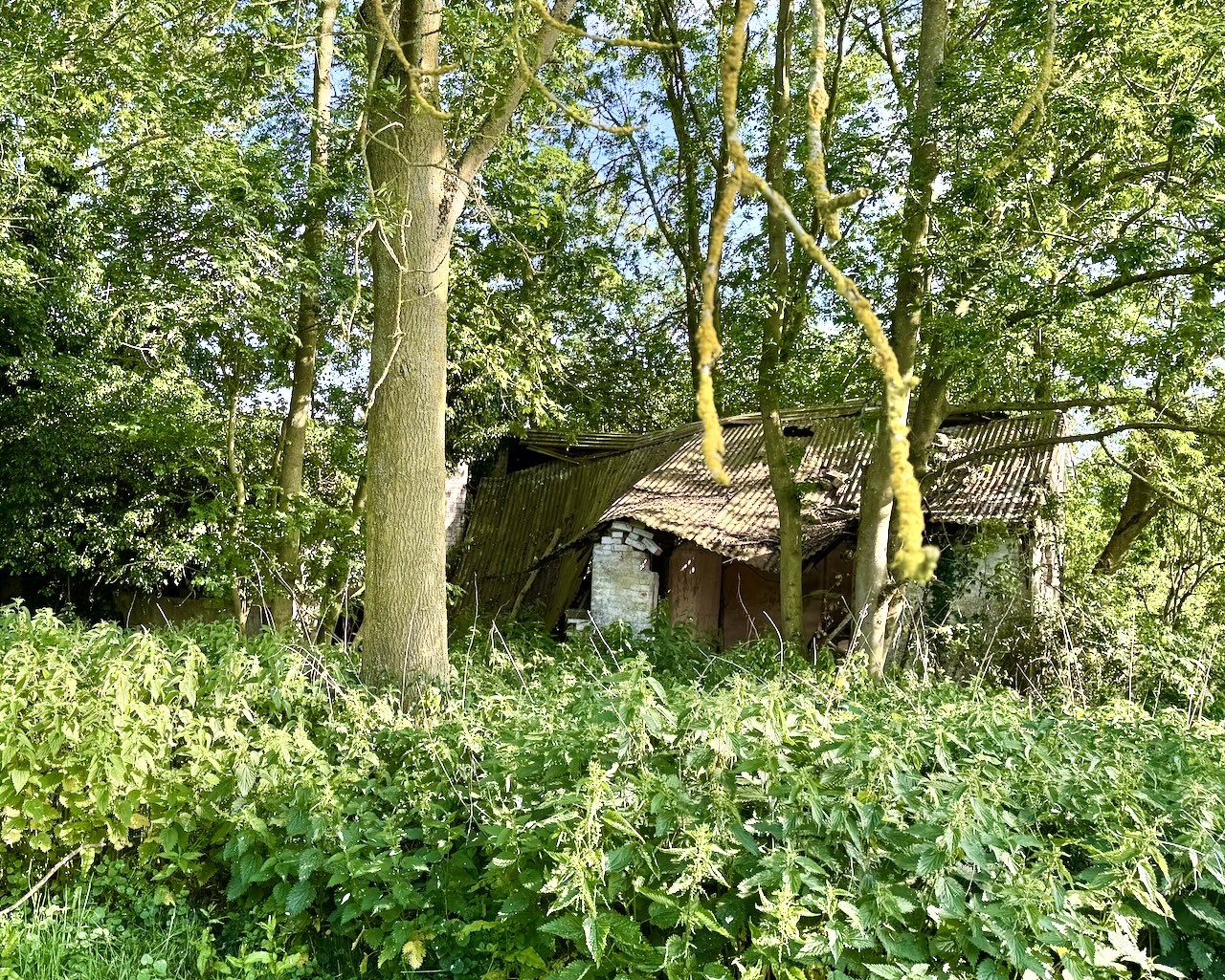 Ruined outbuilding among mature trees and dense vegetation