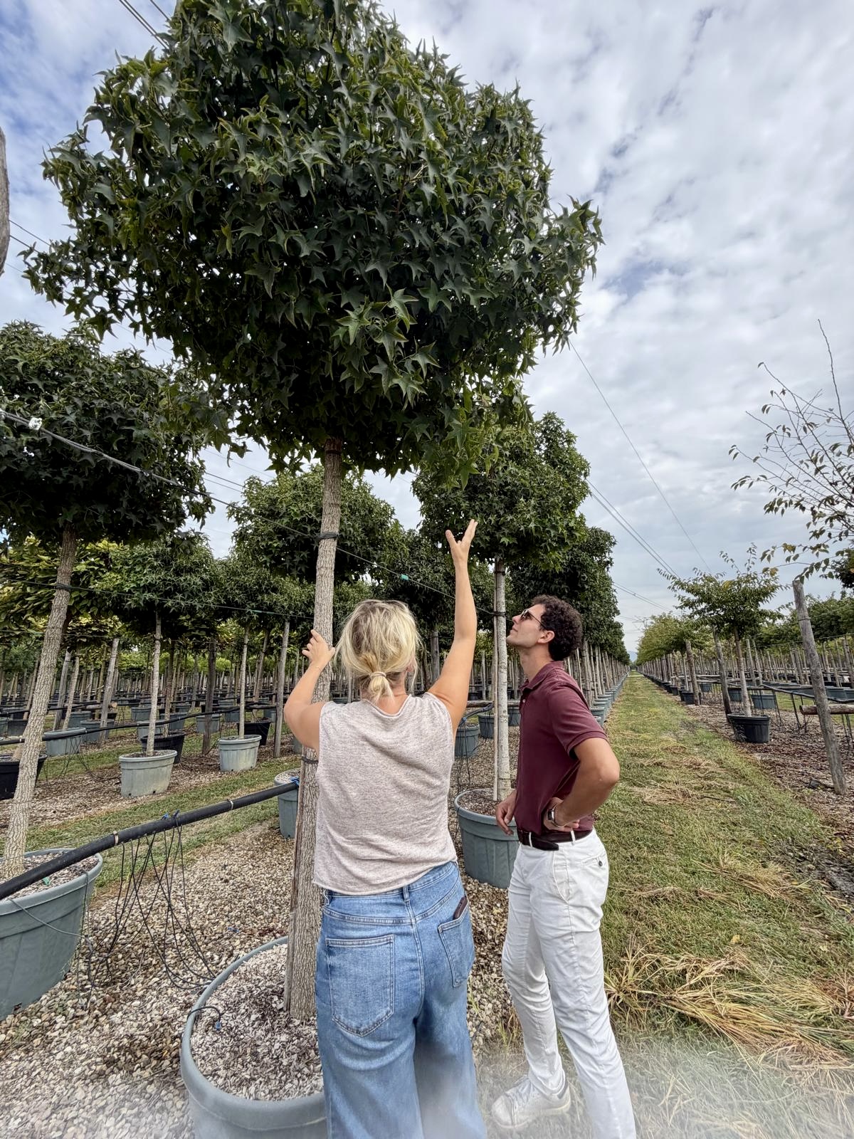 Mia and a colleague examining a specimen tree in a production nursery