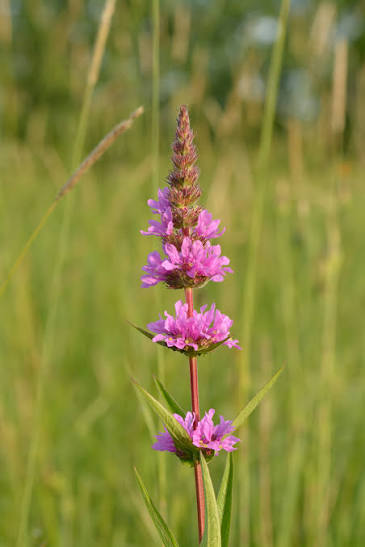 Purple loosestrife flower rising through meadow grasses
