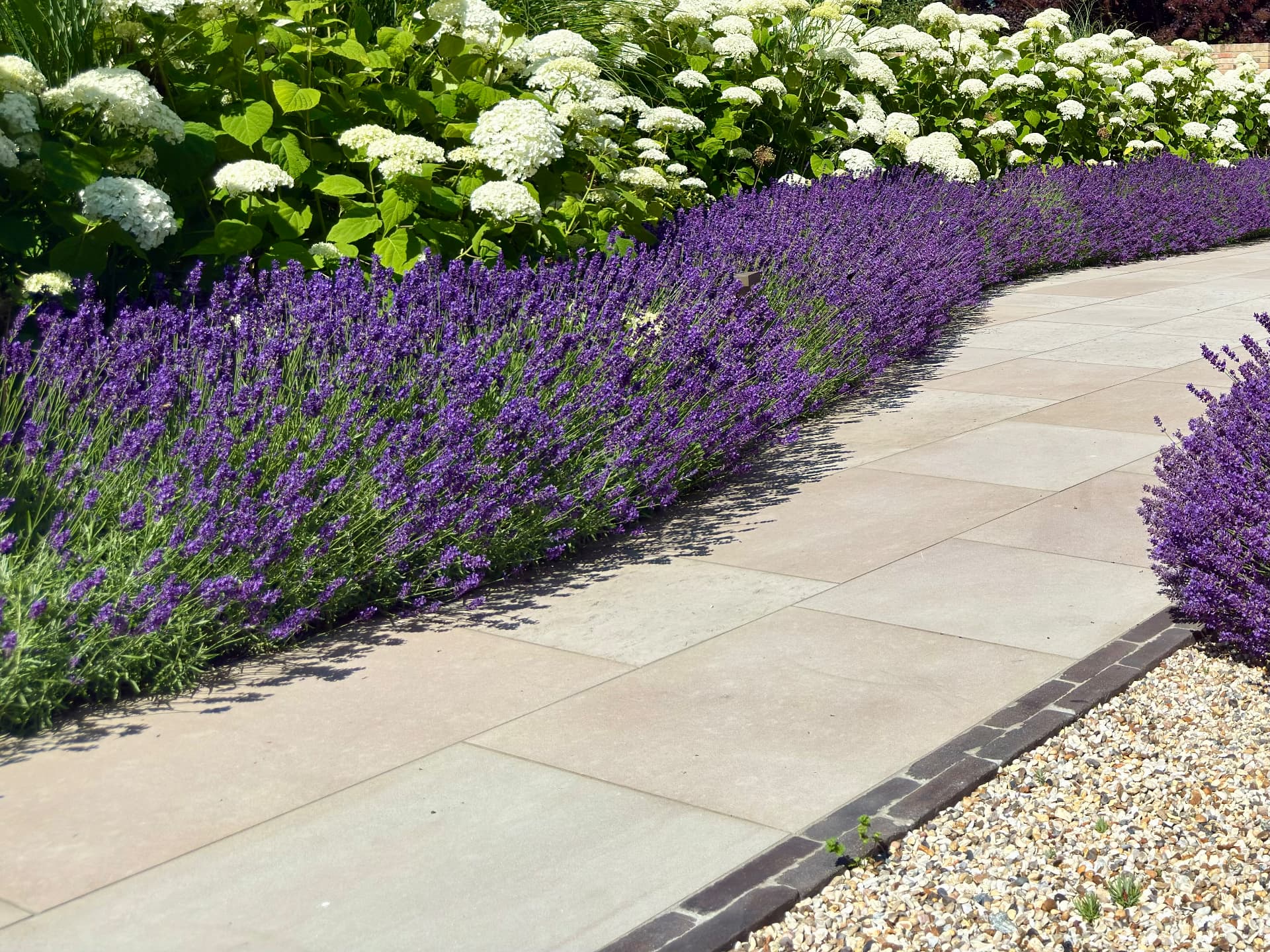 Band of lavender and white hydrangeas beside a pale paved path