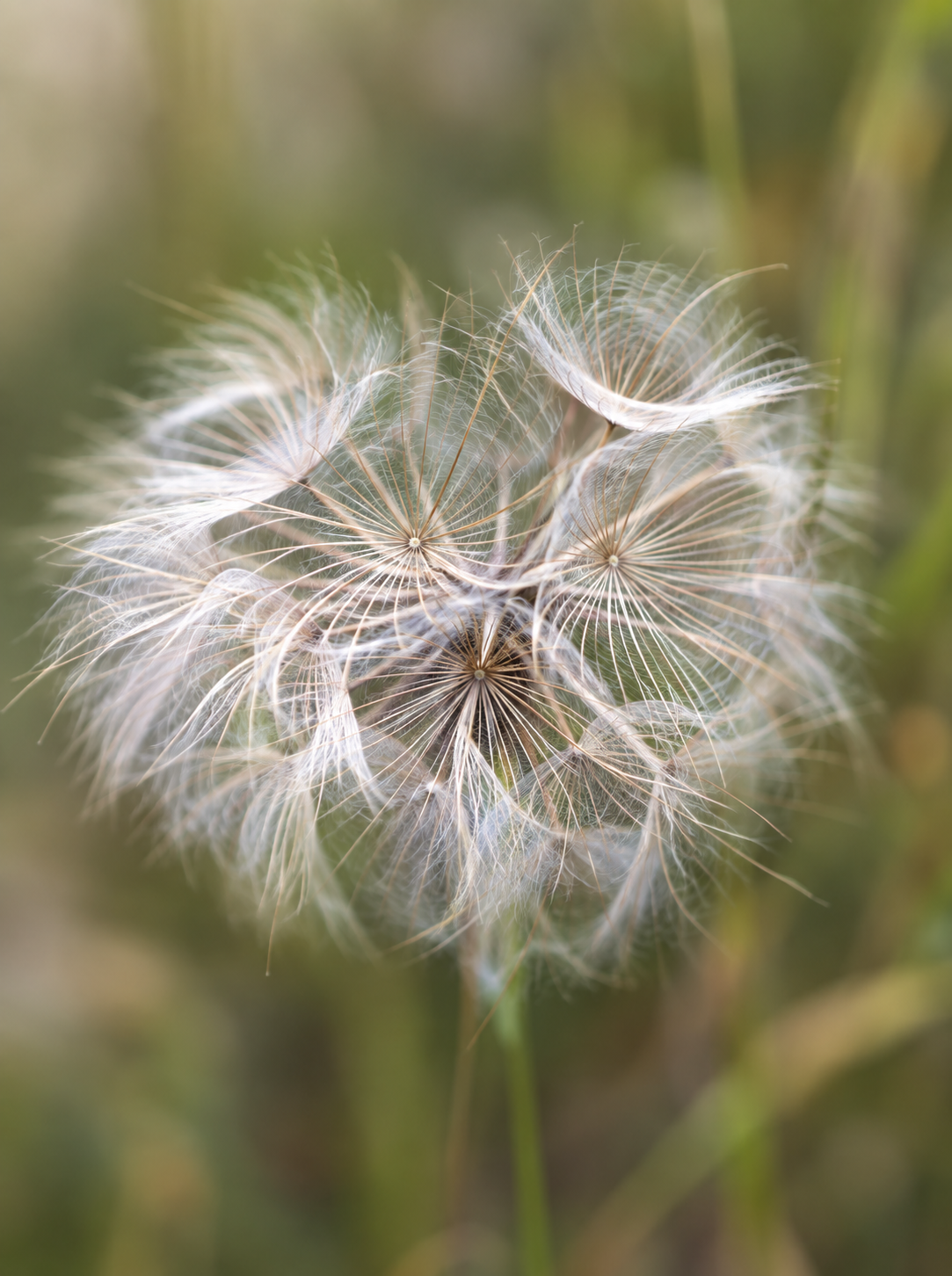 Softly blurred seed head among summer grasses