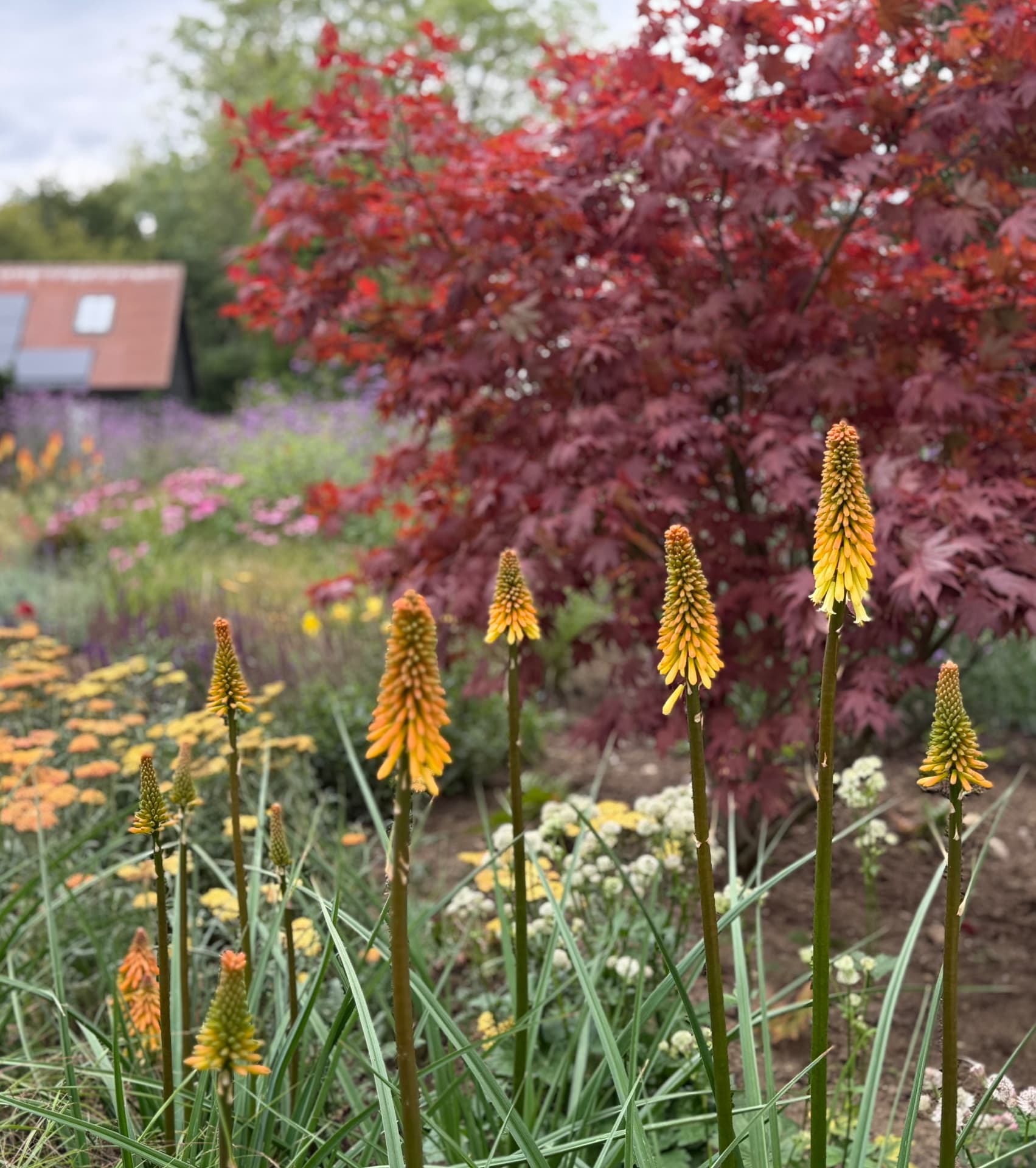 Red acer and flowering planting in a Suffolk family garden