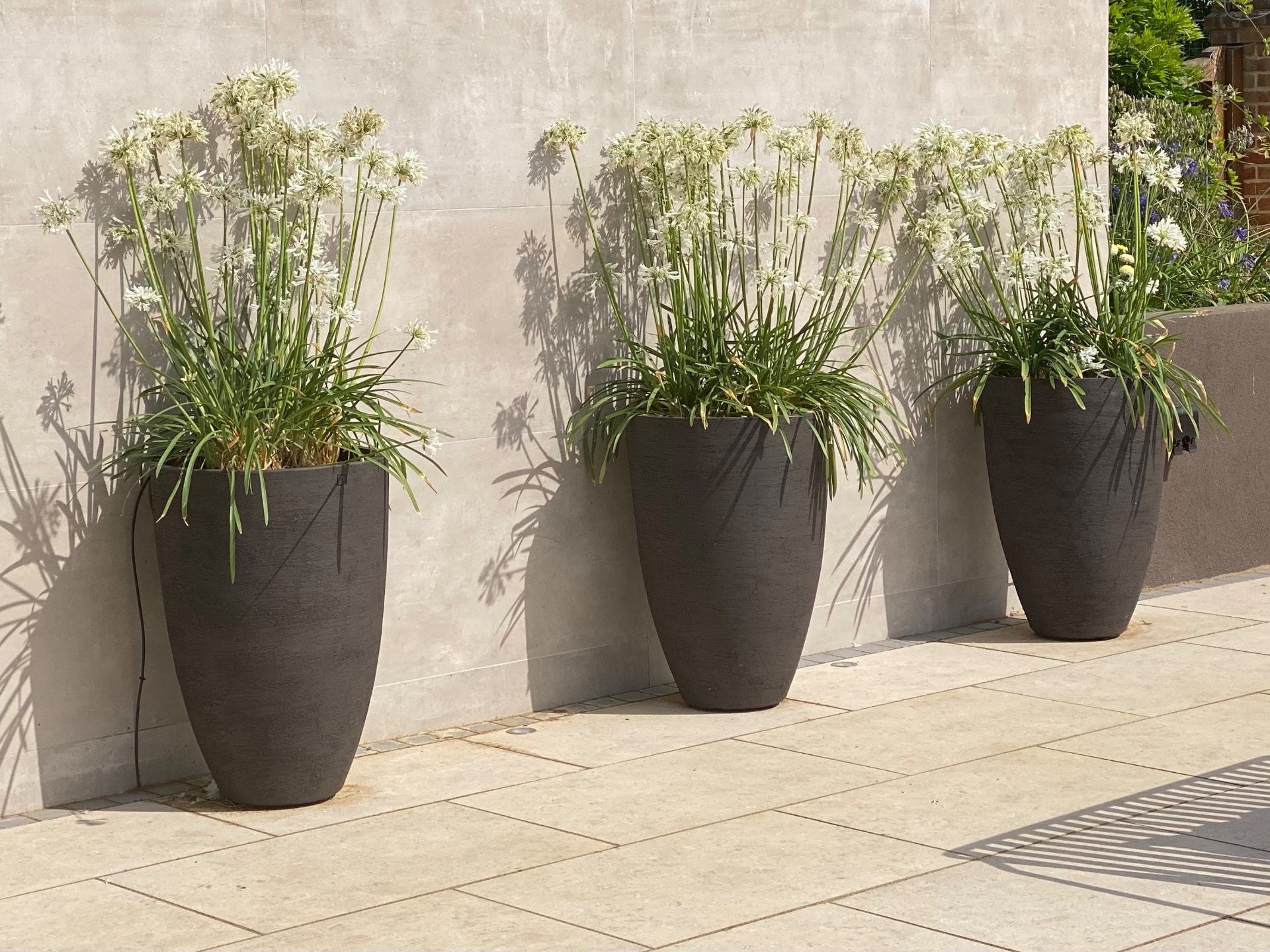 Three tall dark planters of white agapanthus against a pale stone wall