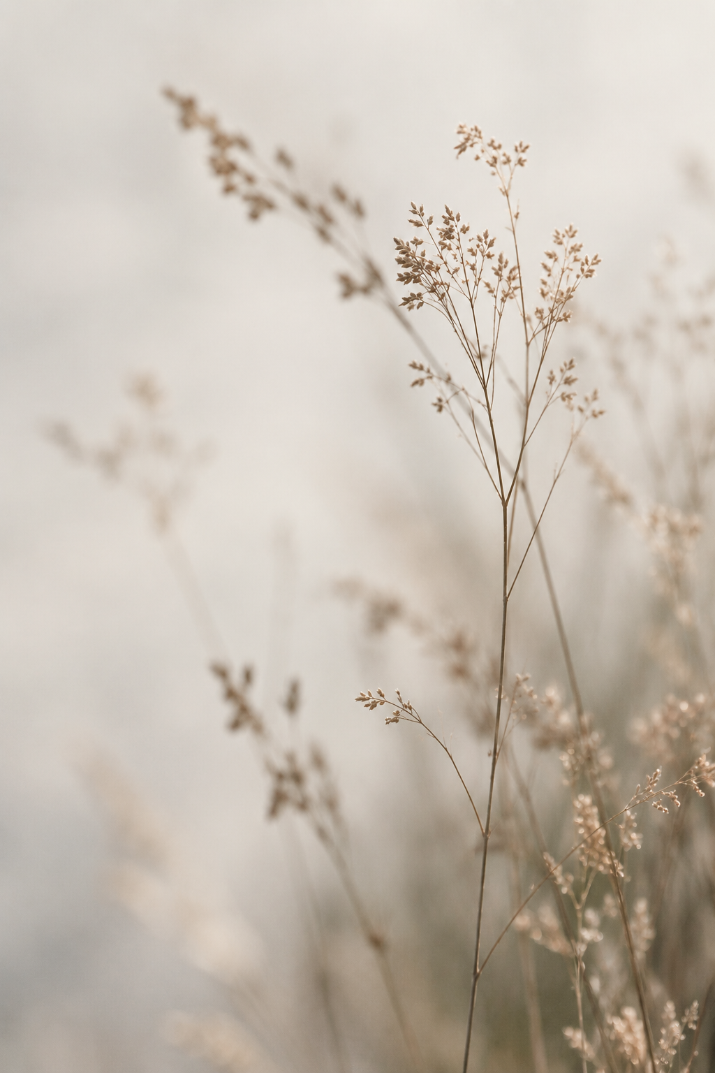 Soft-focus grass stems catching the light