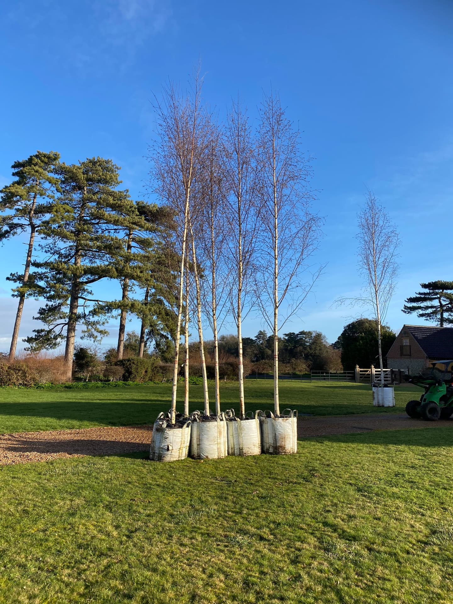 New birch trees in rootballs awaiting planting on the lawn, pines beyond