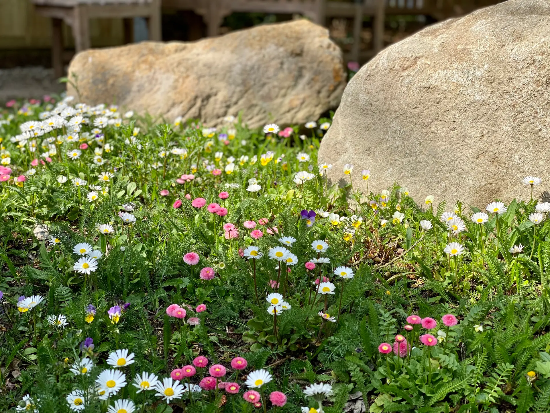 Large natural boulders set among flowering daisies and low wildflower planting