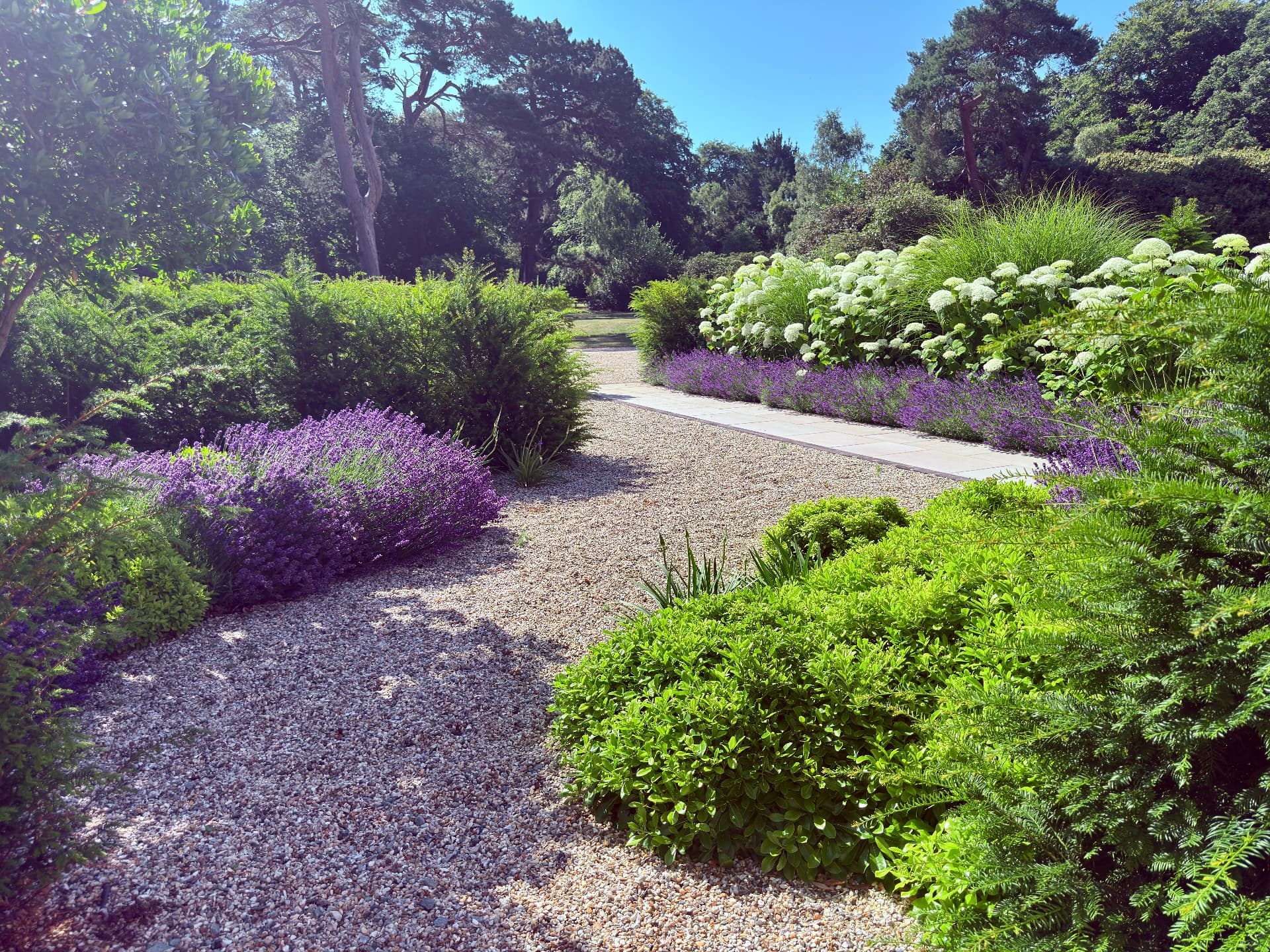 Curved gravel path with lavender, clipped green forms and white hydrangeas
