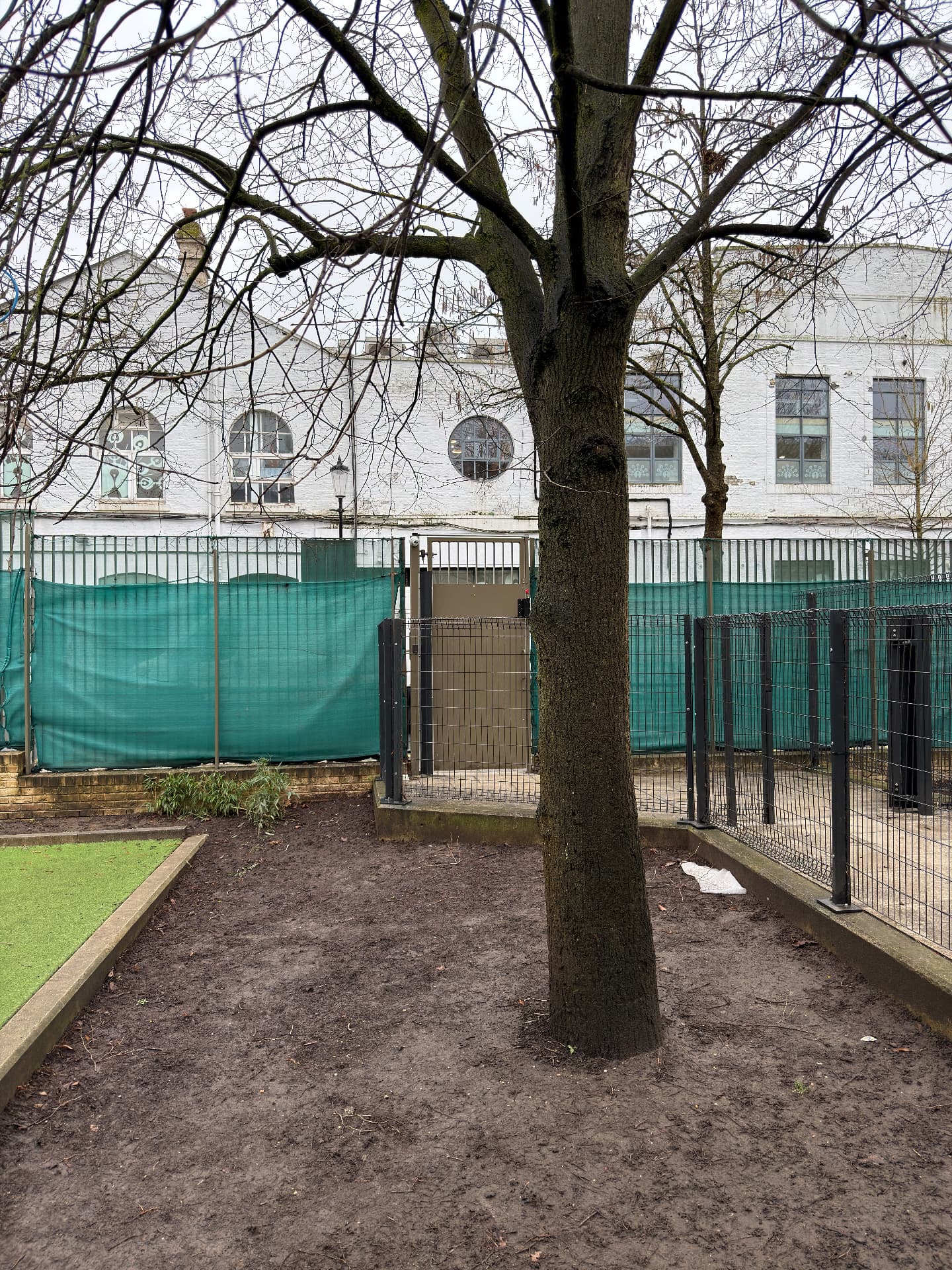 A mature tree standing in bare, compacted ground beside artificial grass