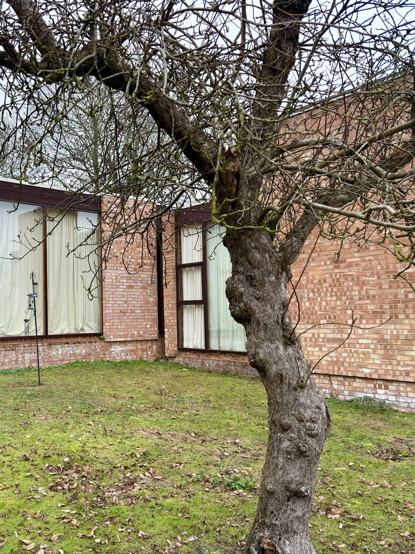 Mature orchard tree beside the house