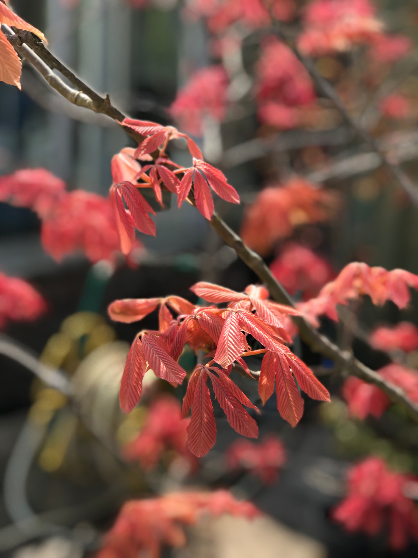 Fresh red leaves emerging on branches