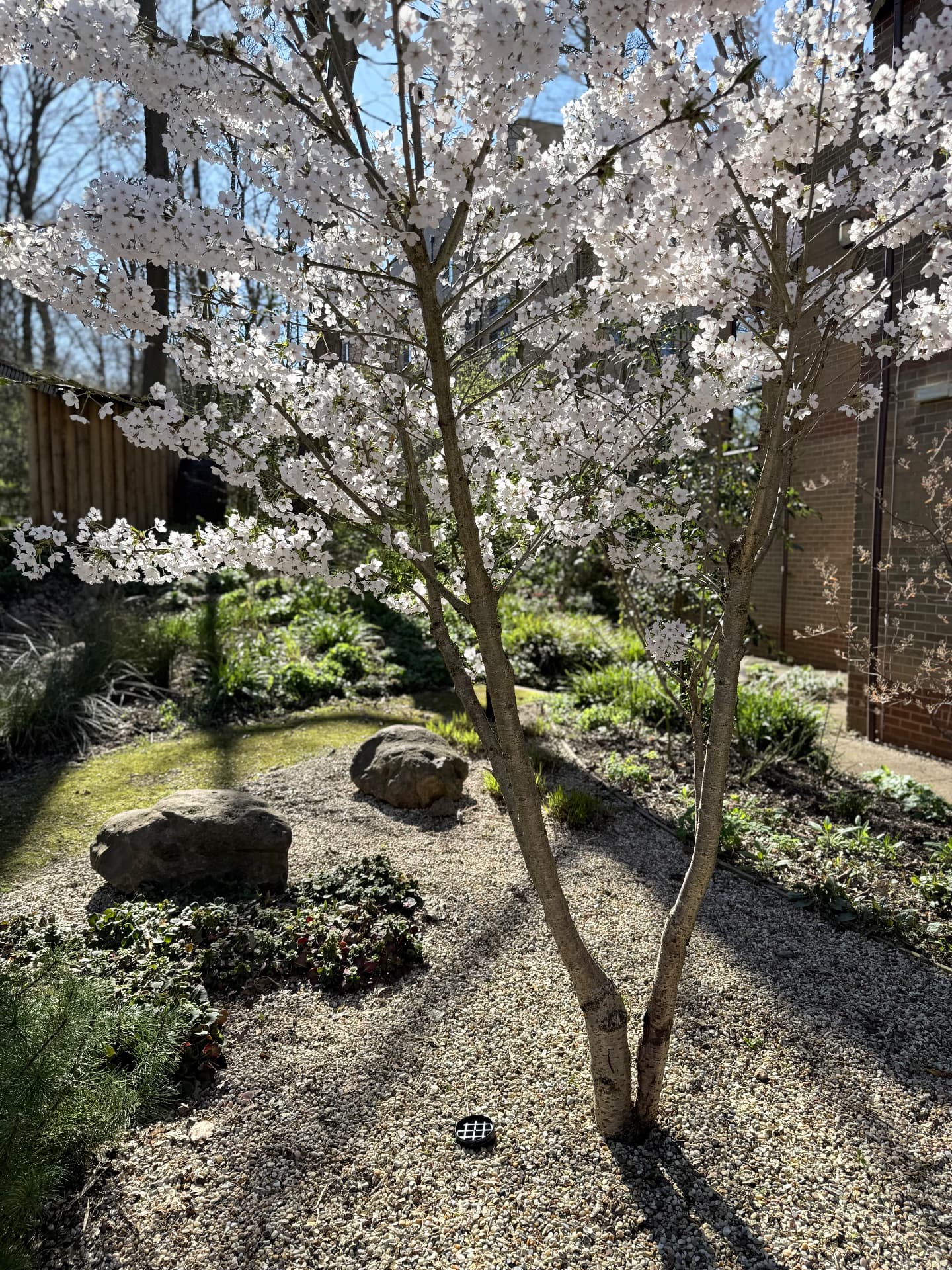 Flowering tree over a gravel garden at Wedgwood House