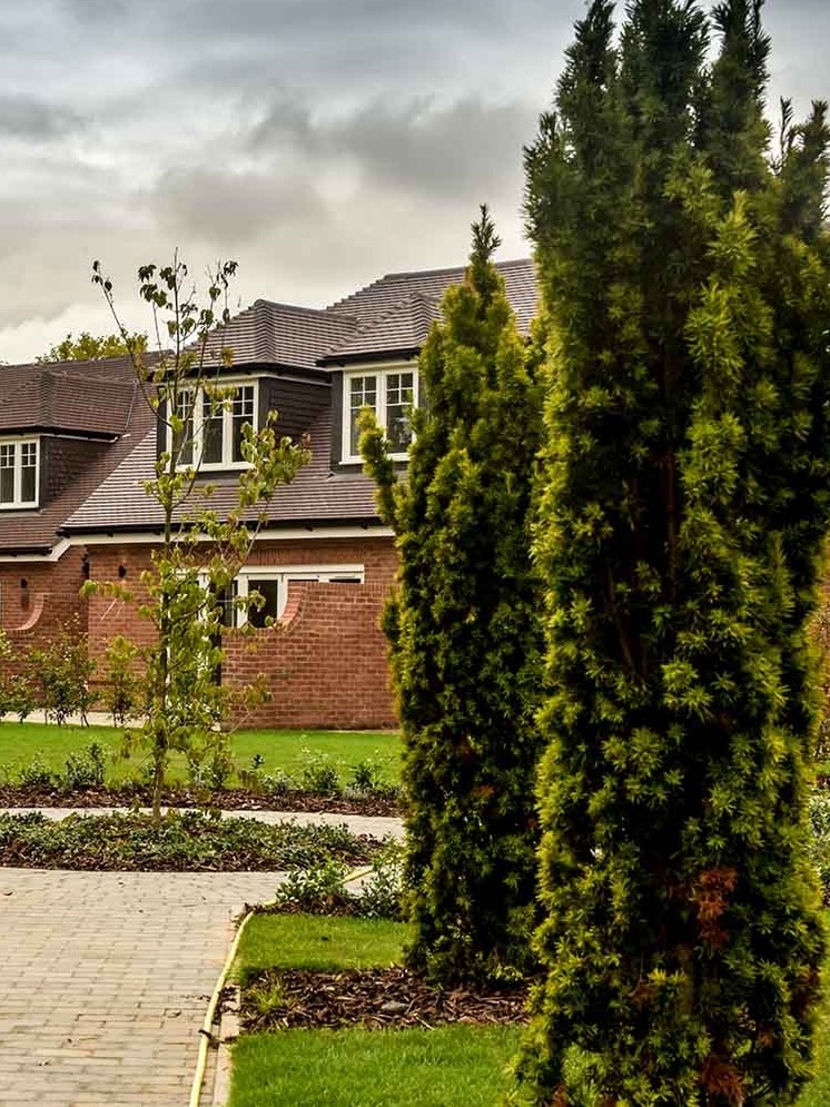 Upright yew columns beside a path within the completed landscape at The Old School House