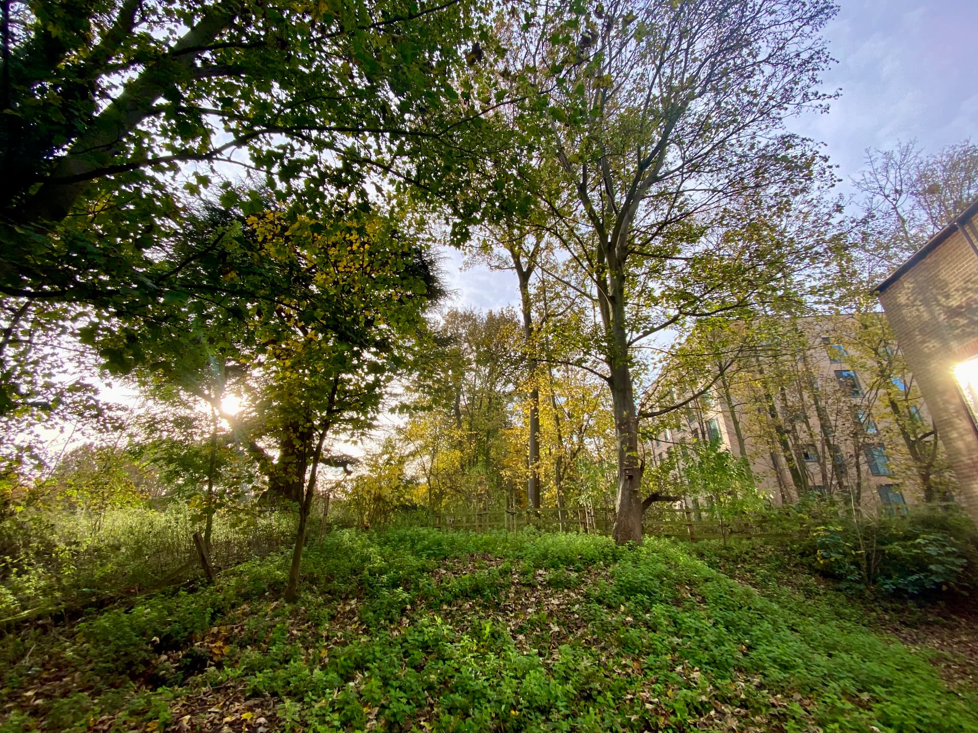 Lush layered garden planting with grasses, perennials and a winding path