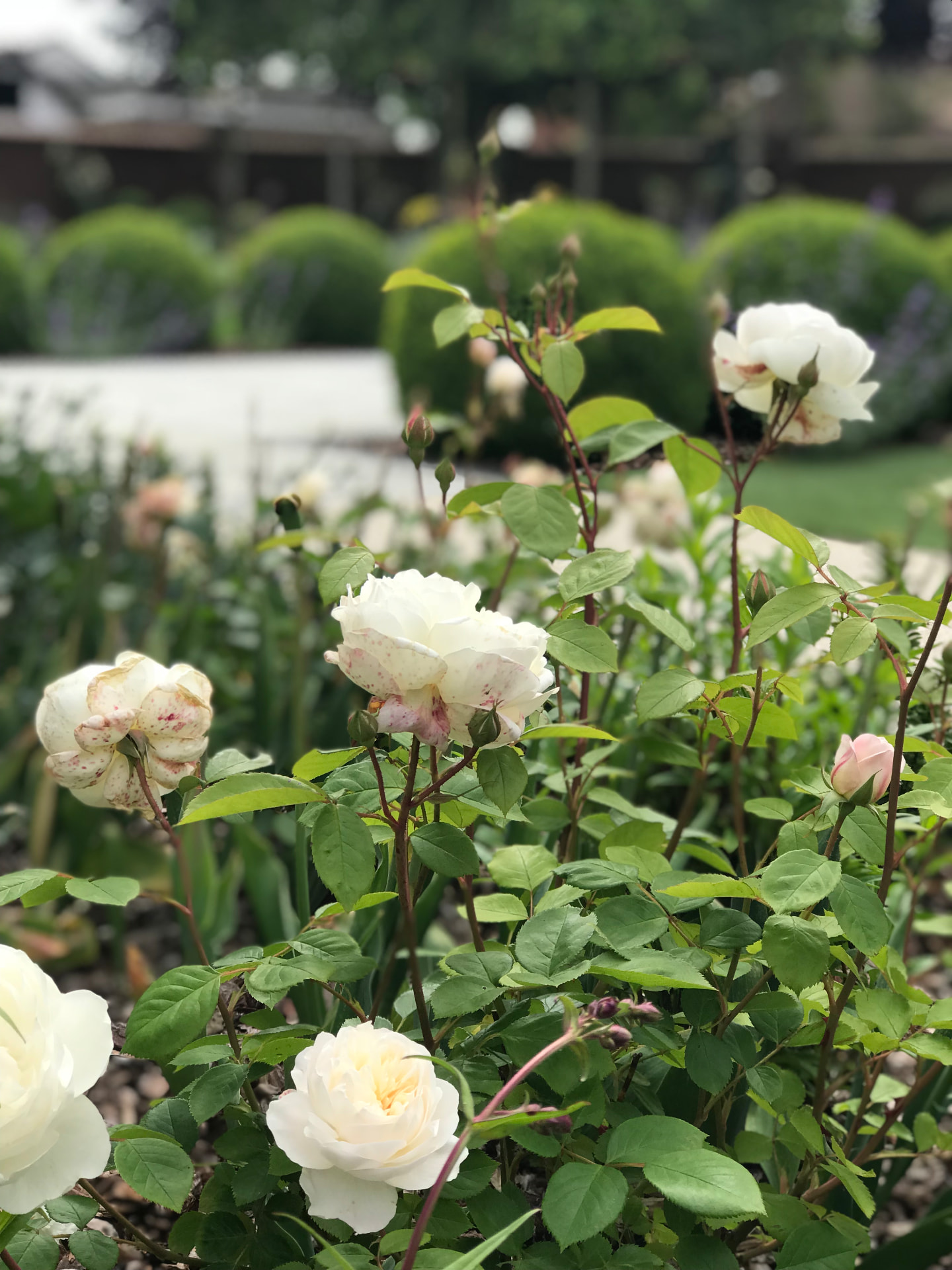 Pale roses with clipped planting forms beyond in an Aldeburgh garden