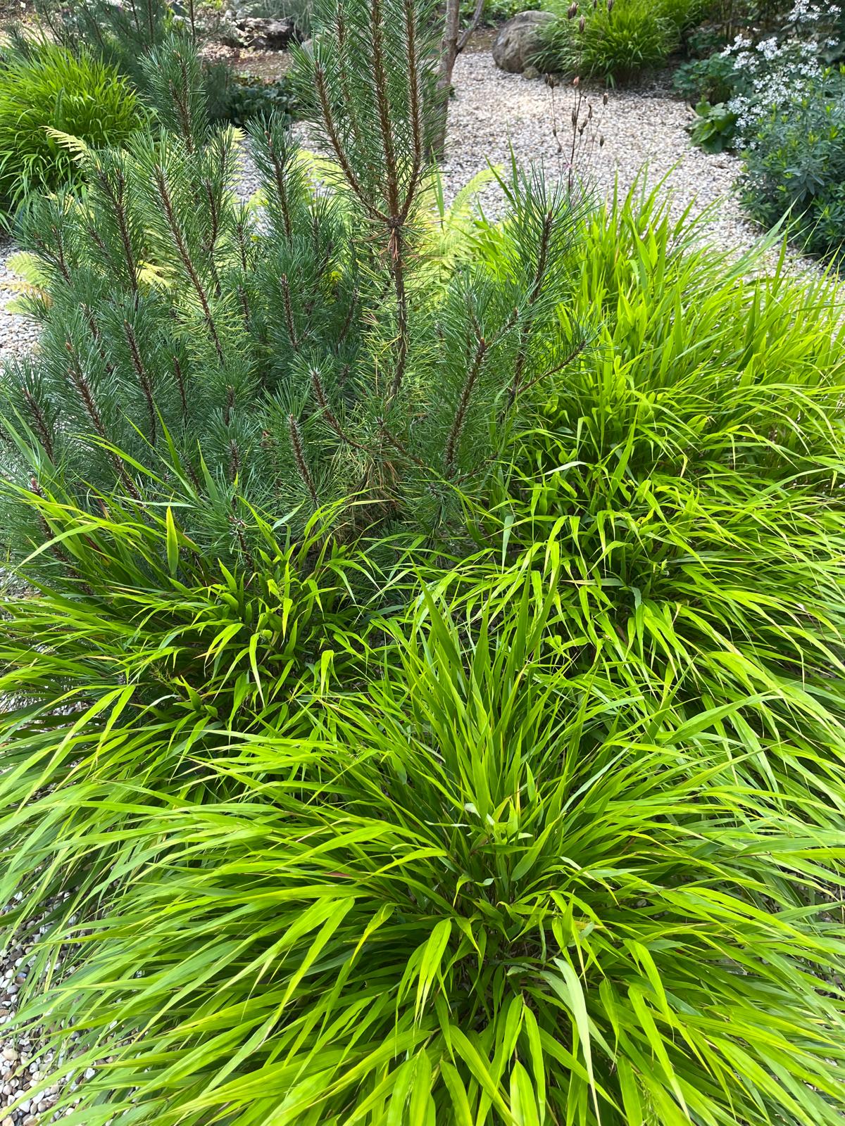 Layered green grasses and pine foliage beside a gravel path