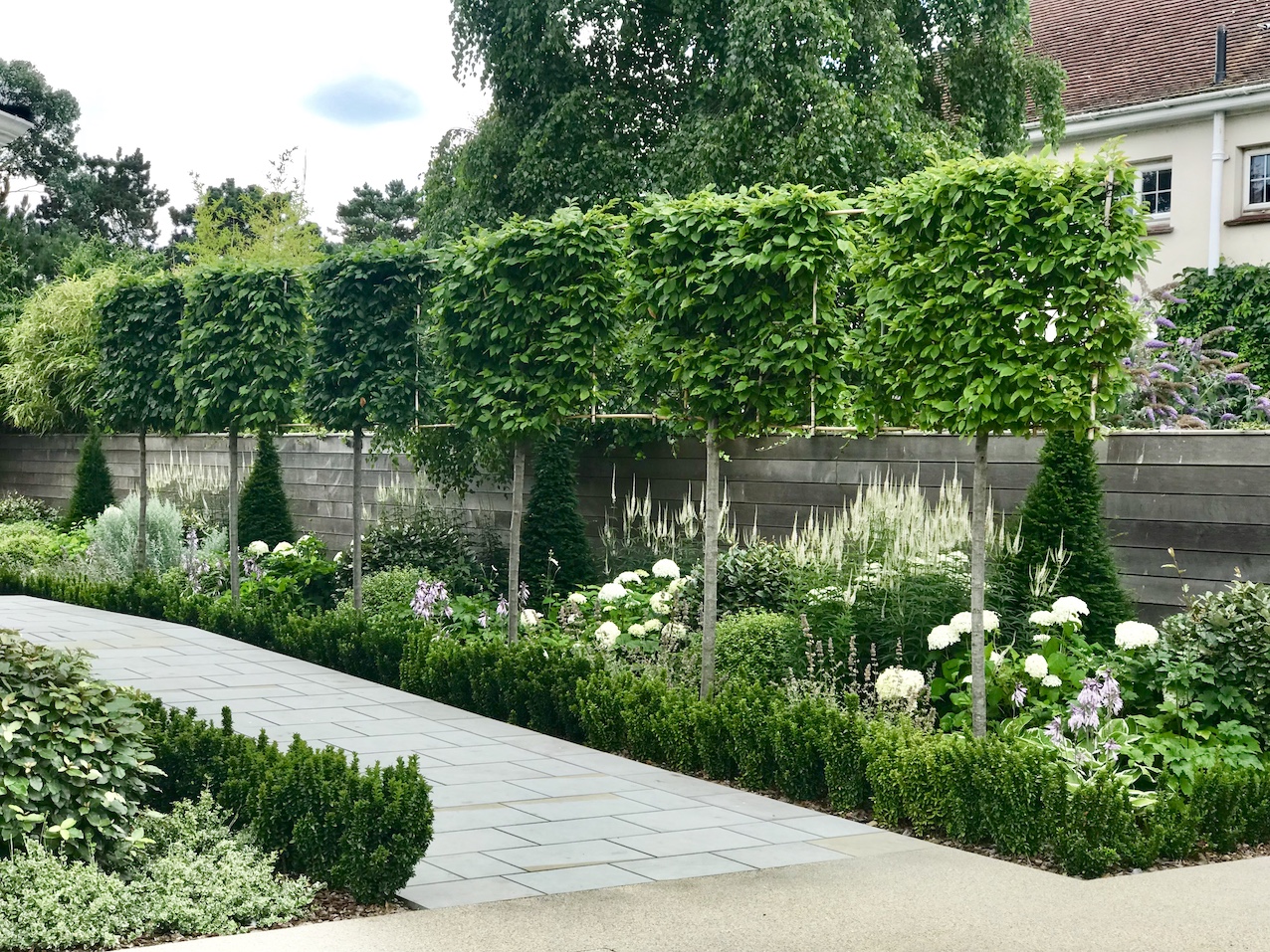 Pleached trees, clipped planting and a pale path in a residential garden in Aldeburgh