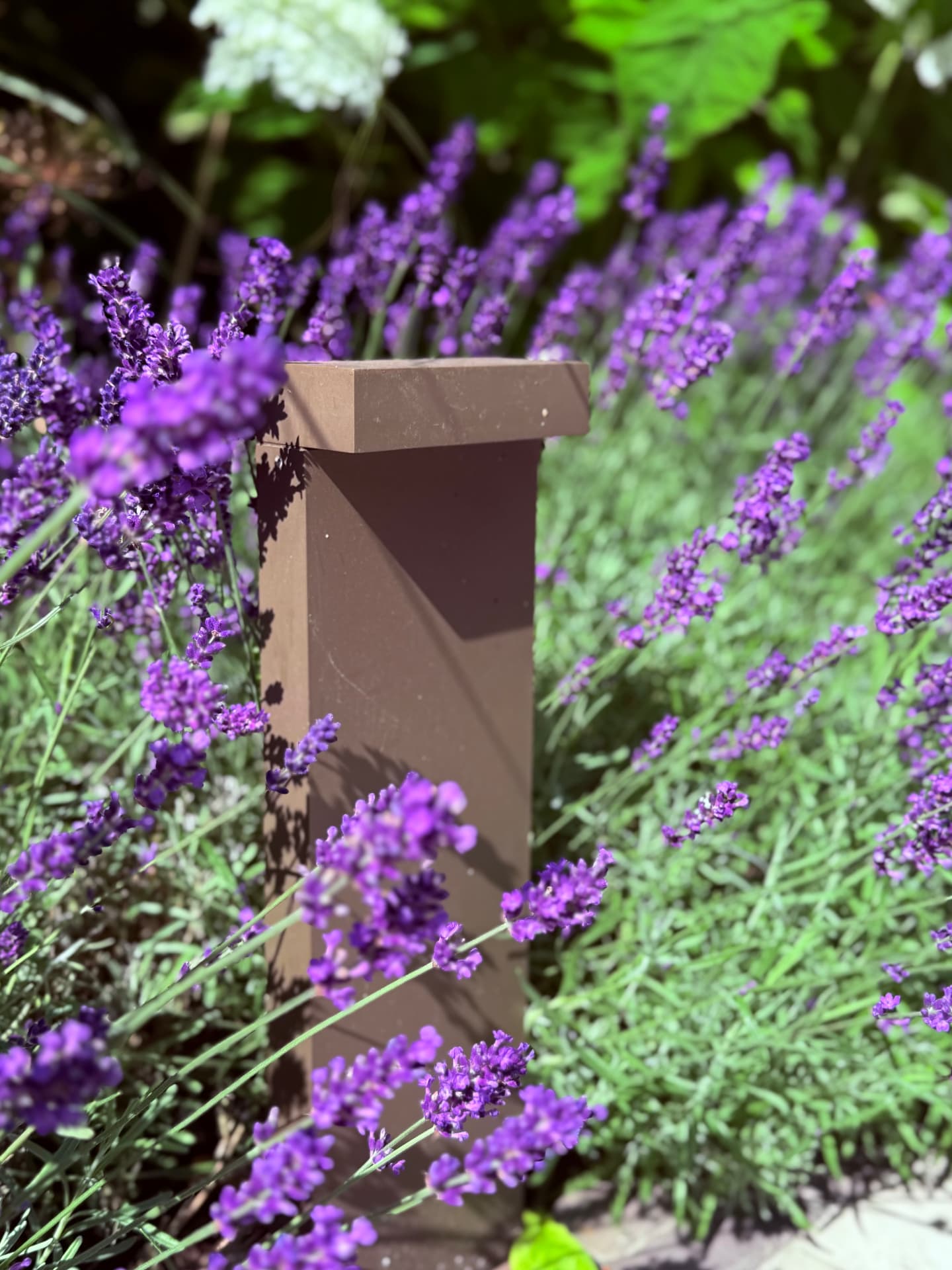 Lavender in flower around a small sculptural timber garden post