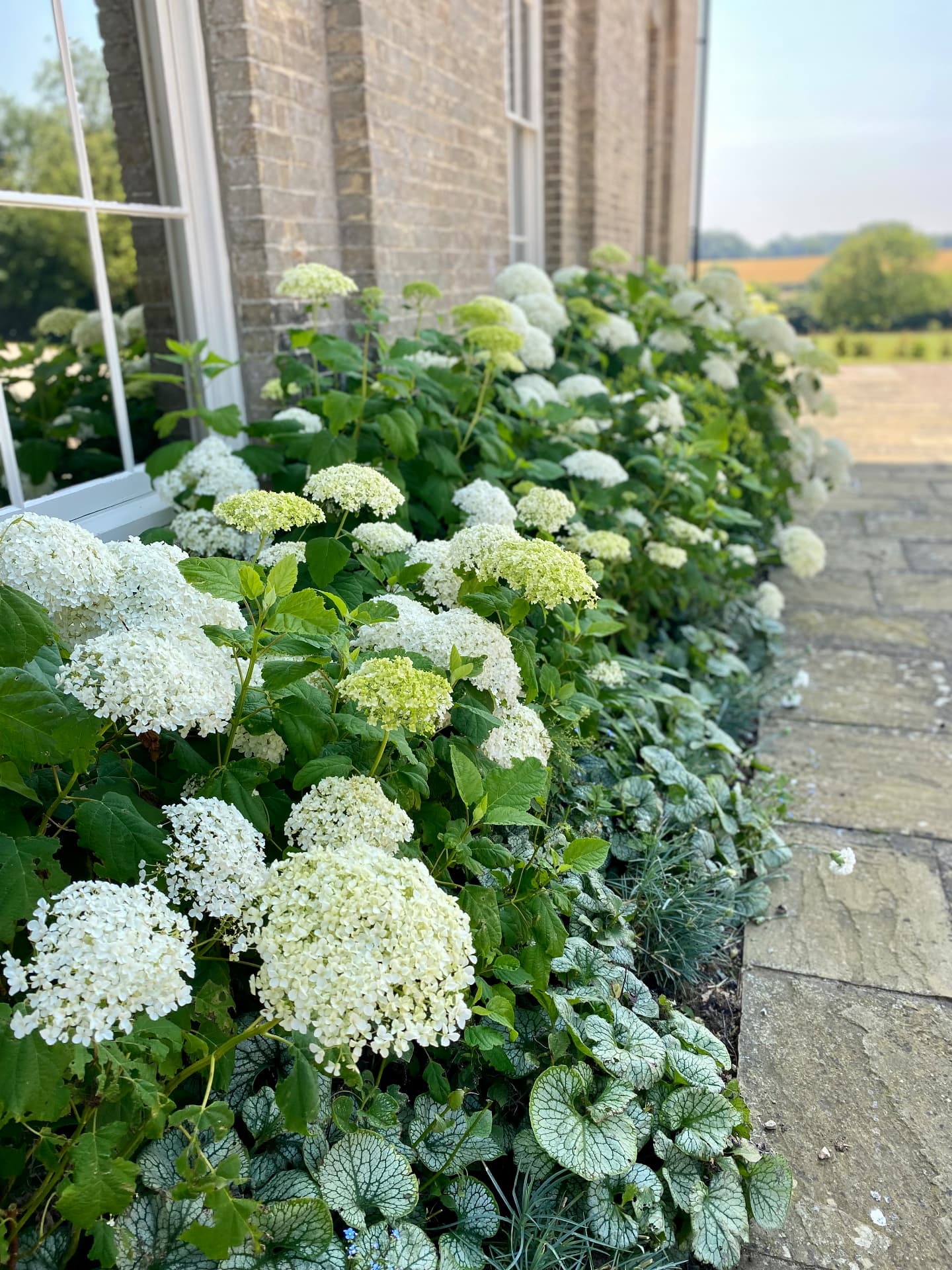 White hydrangeas and foliage beside the house wall and paved terrace