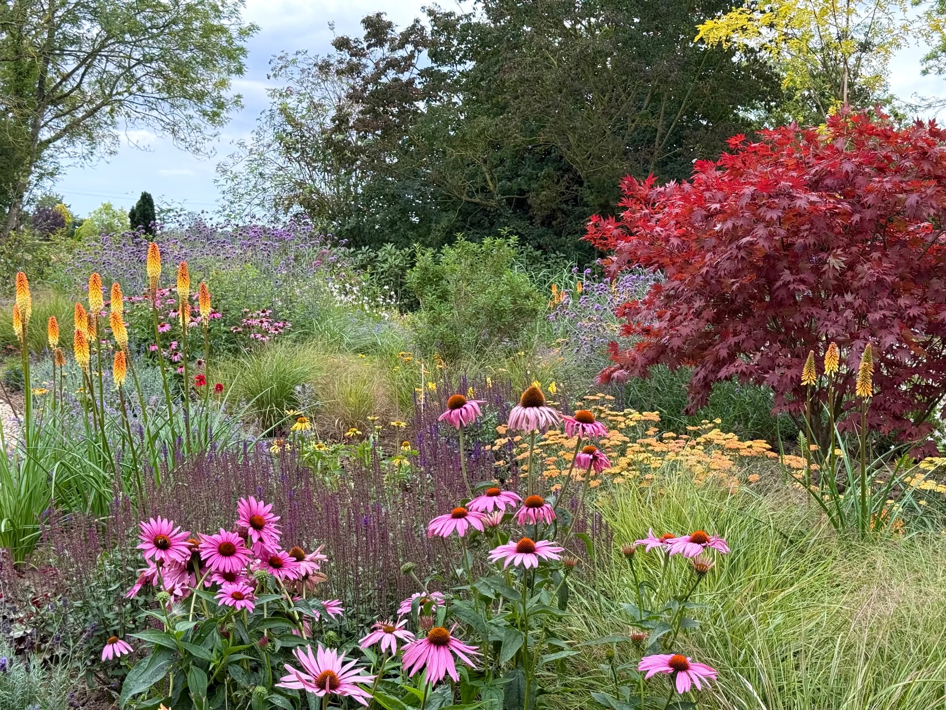 Mature layered planting with Japanese maple, grasses and flowering perennials