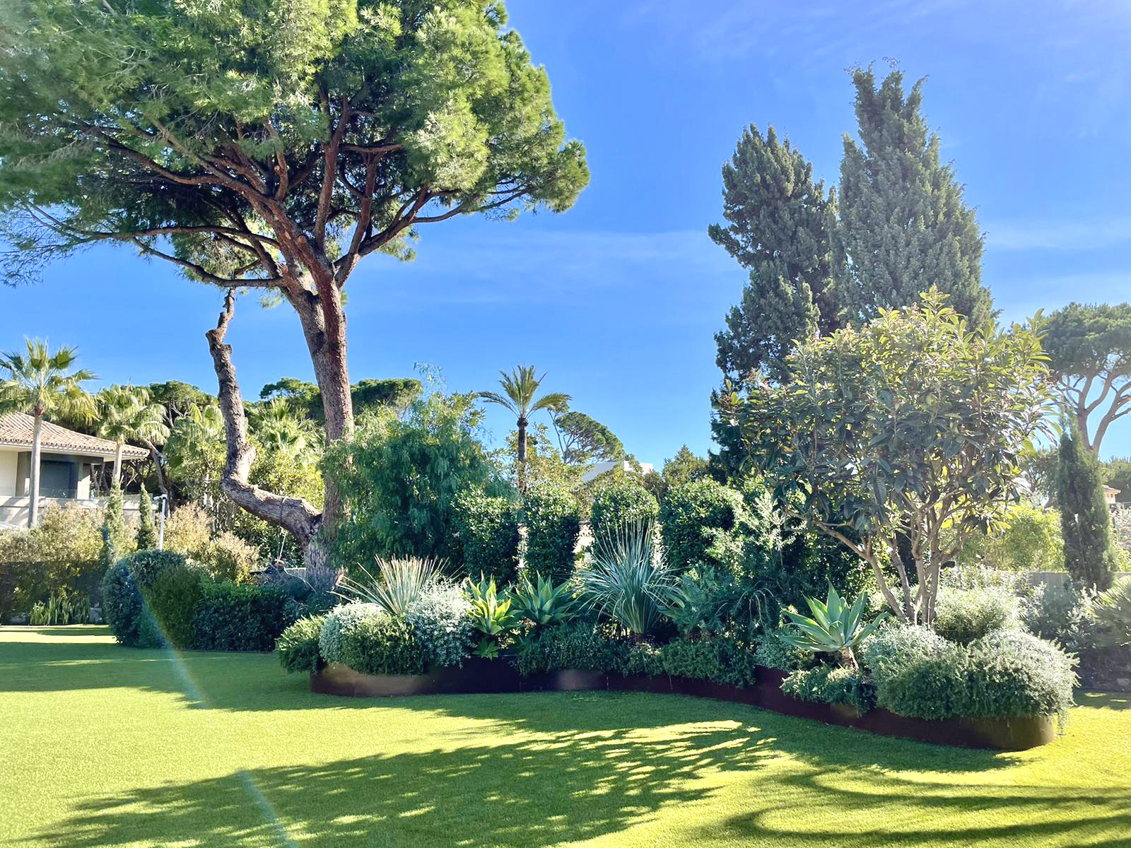 Broad green lawn with a mature umbrella pine and a lush planted island bed beyond
