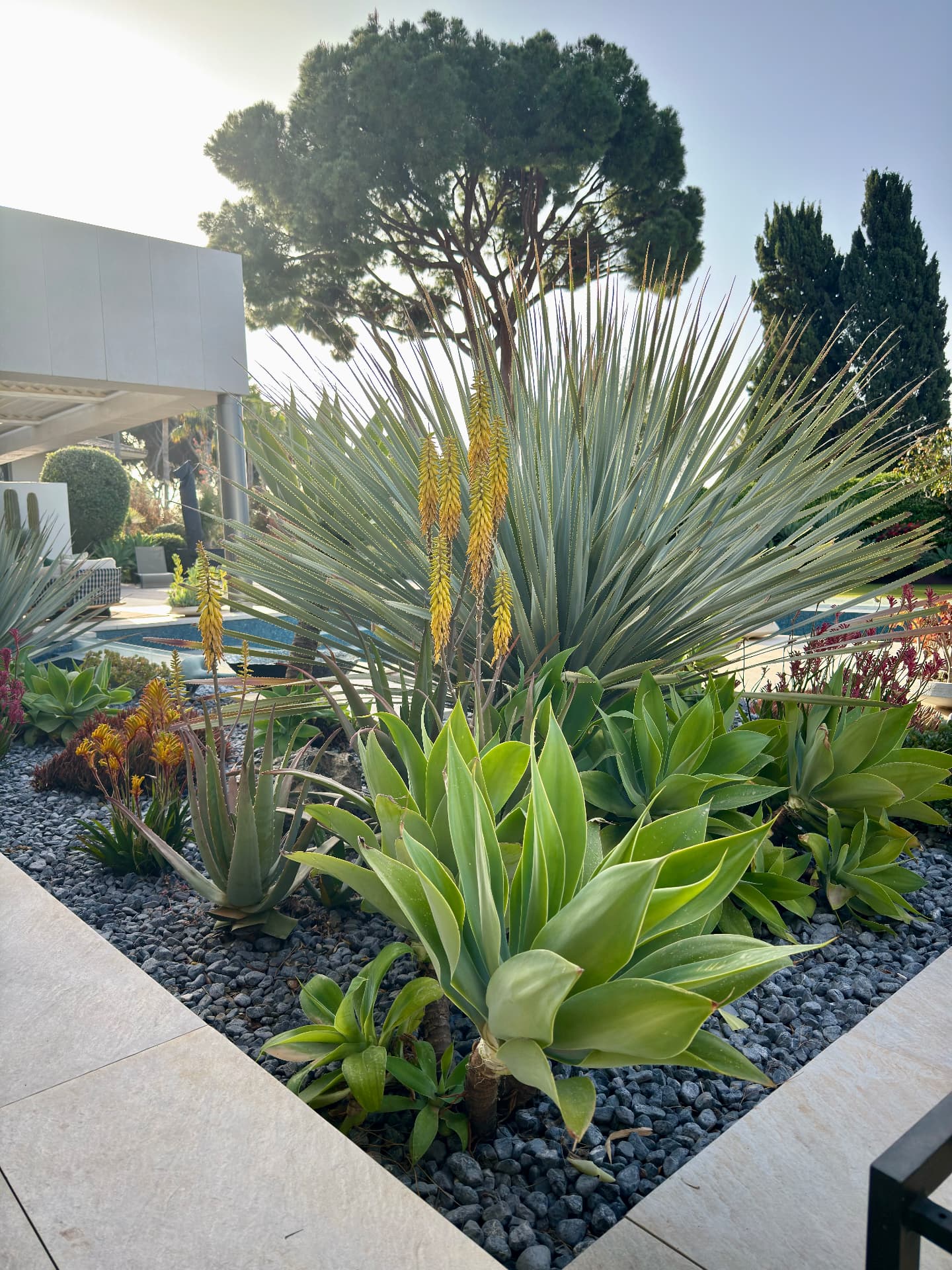 Architectural agaves and yuccas in a pale gravel garden