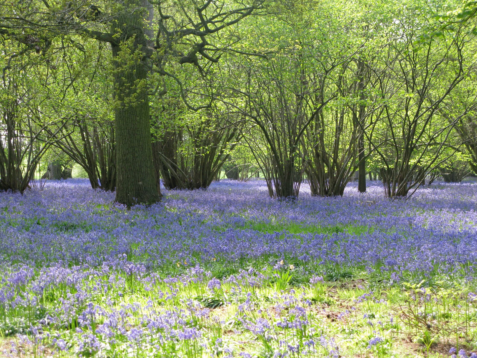 Bluebells flowering through open woodland in spring