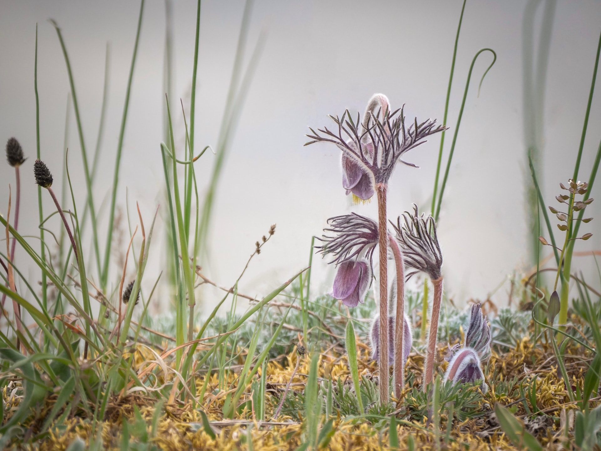 Pasque flowers in fine grass, soft morning light
