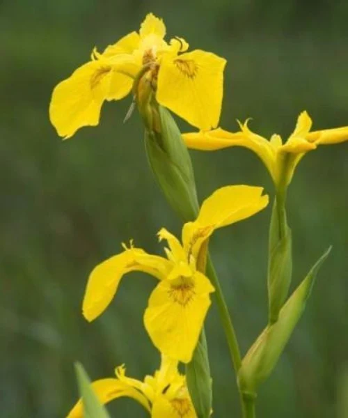 Yellow flag iris flowers among wetland vegetation
