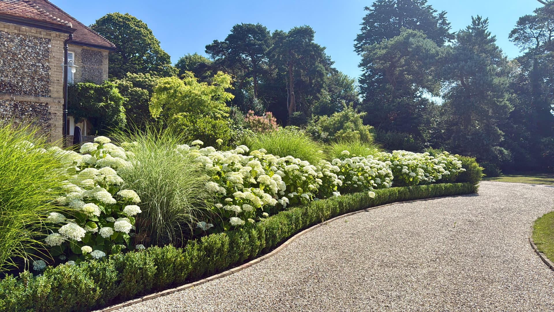 White hydrangeas and lavender beside the gravel approach to a Suffolk cottage