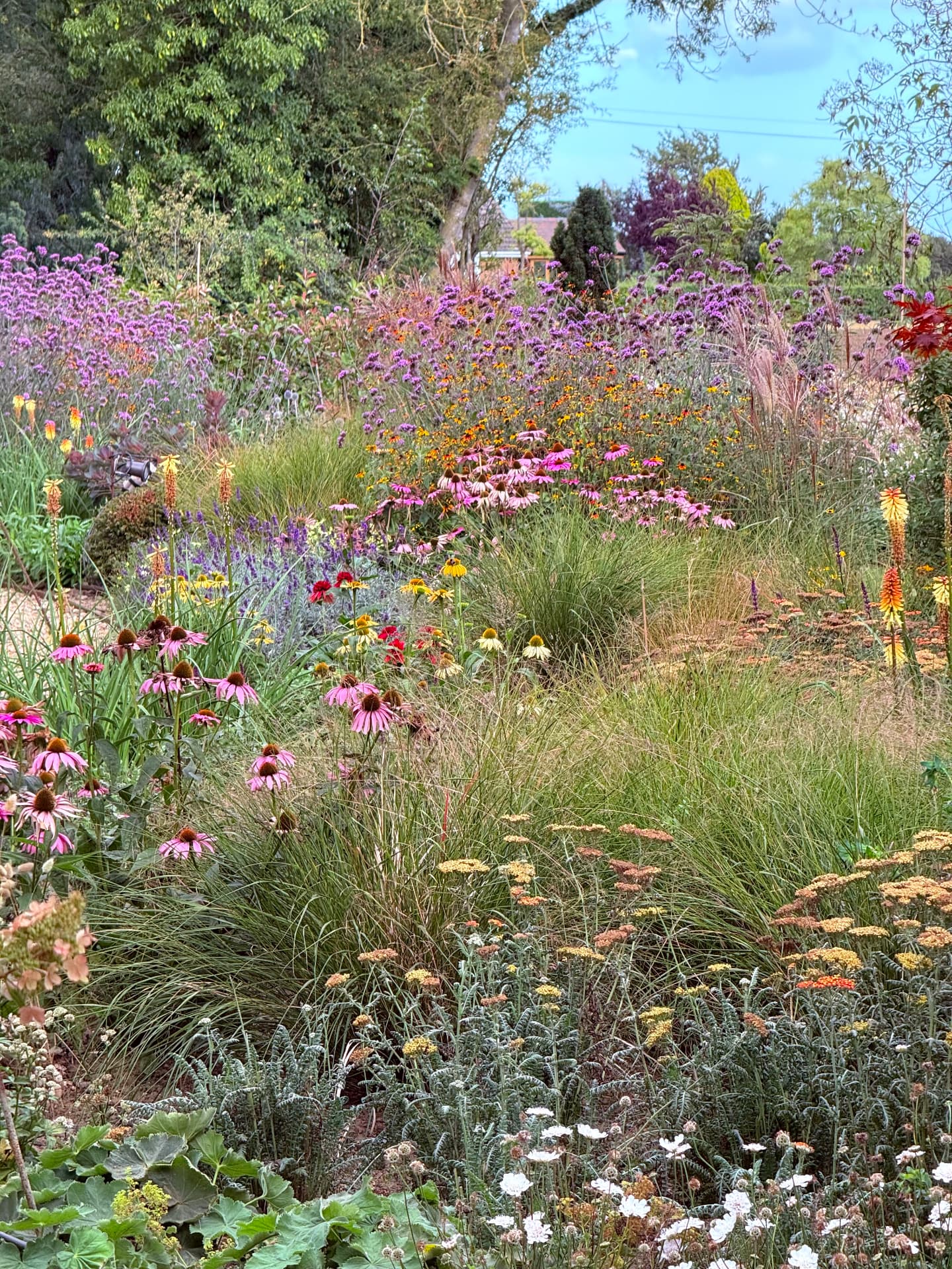 Dense flowering planting with echinacea, grasses and torch lilies