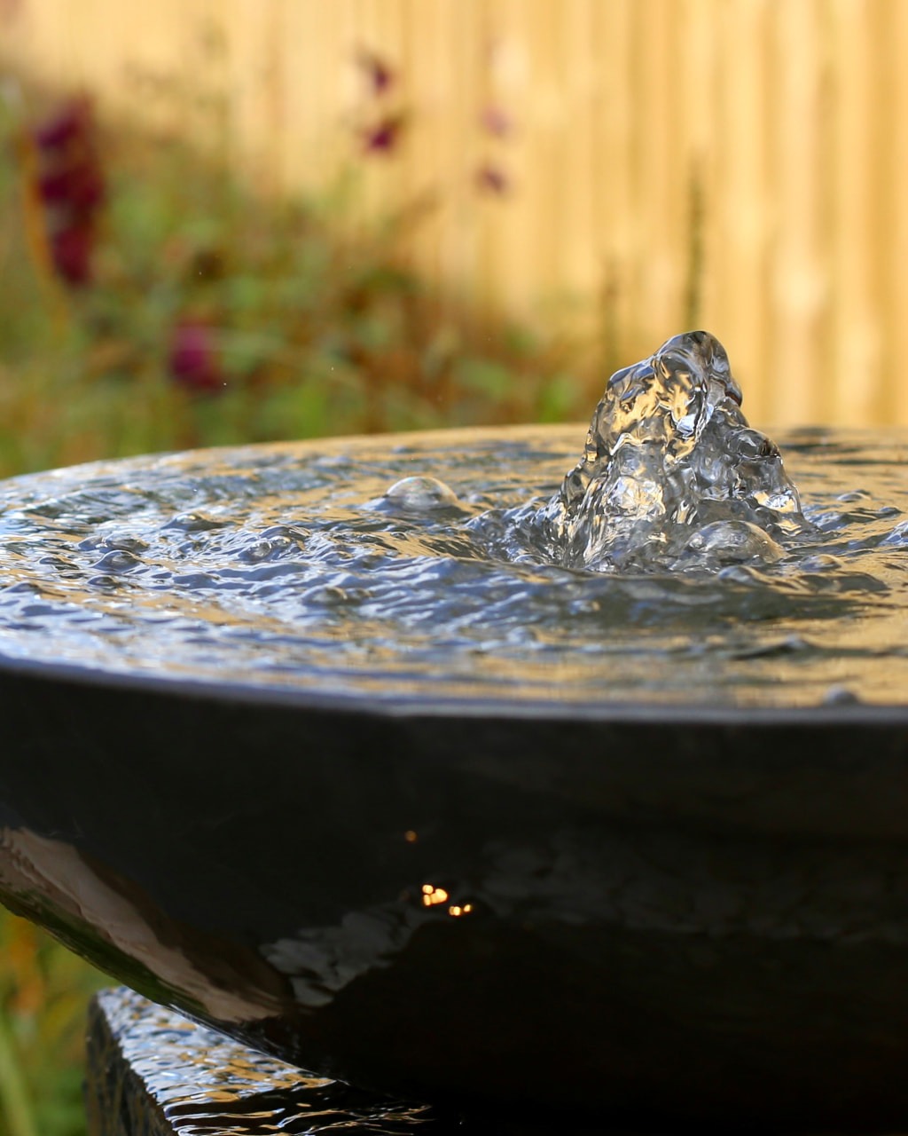 Still water bowl catching light beside ornamental grasses
