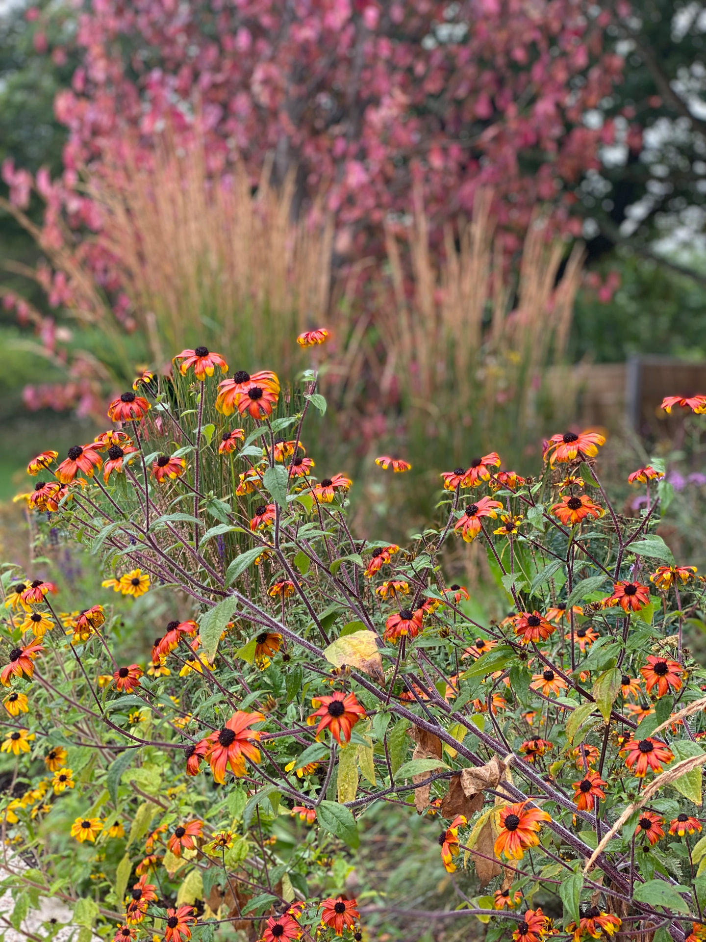 Orange and yellow rudbeckia flowering against soft grasses and autumn foliage