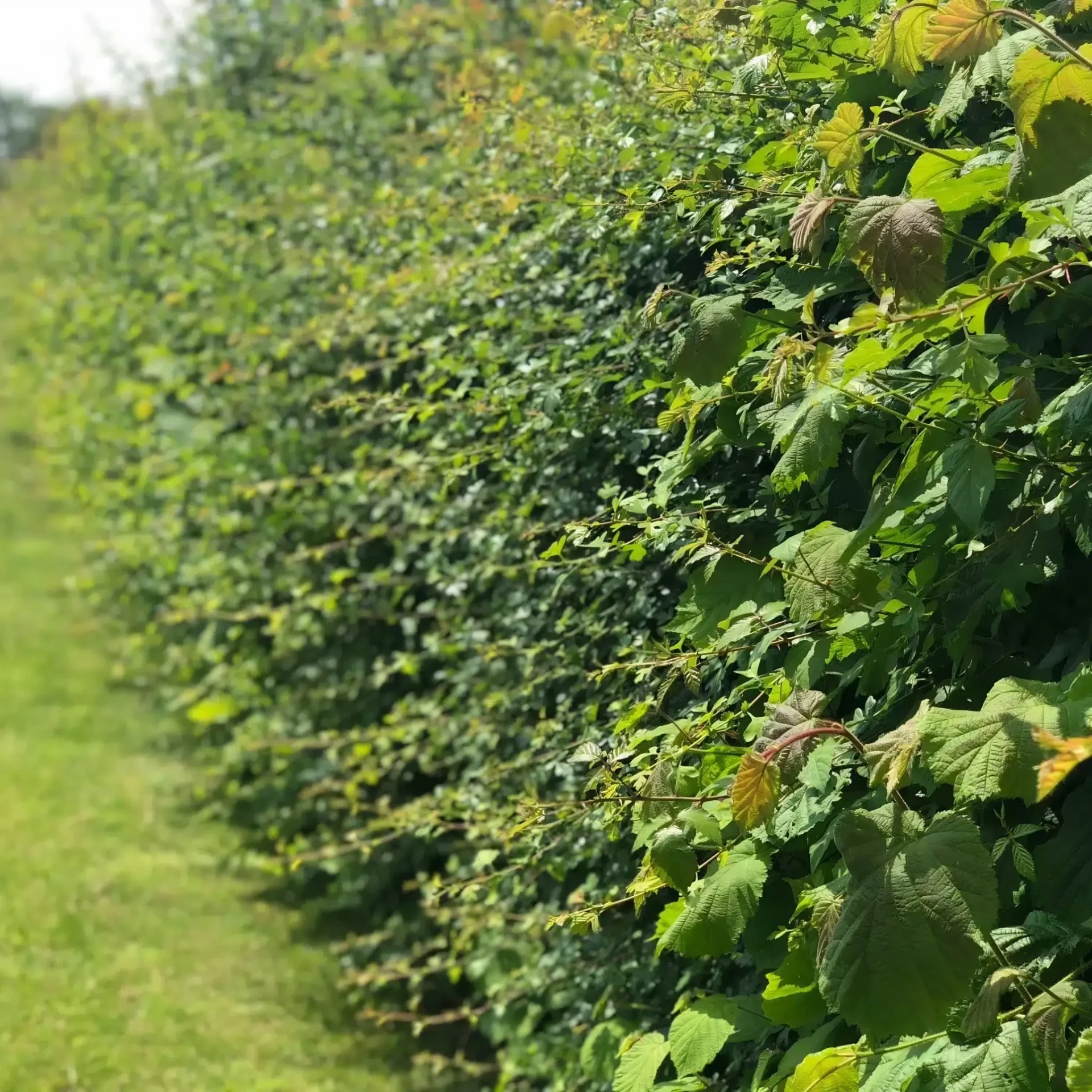 Native hedge beside a grassy rural path