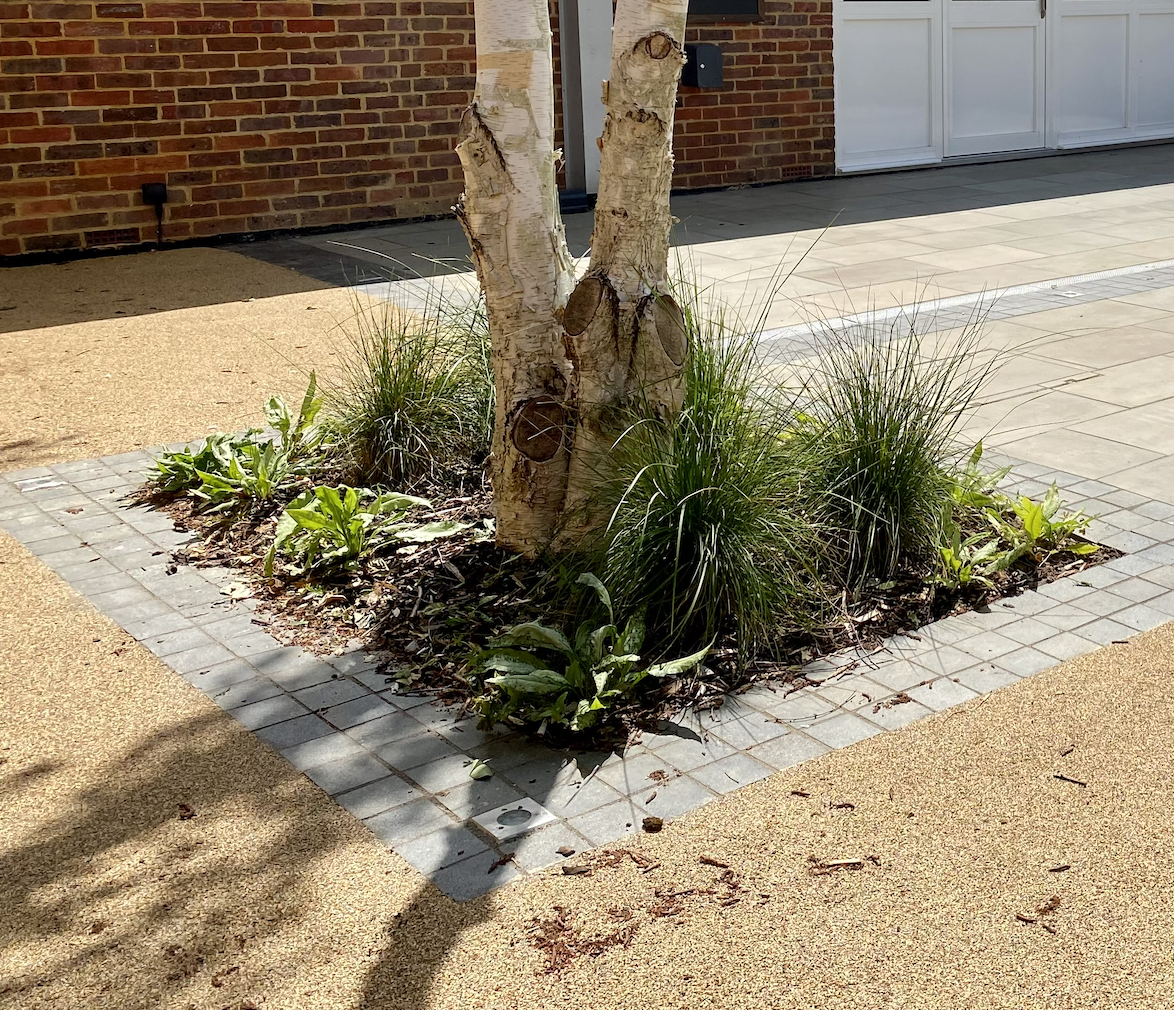 Planting arranged around the base of a birch tree